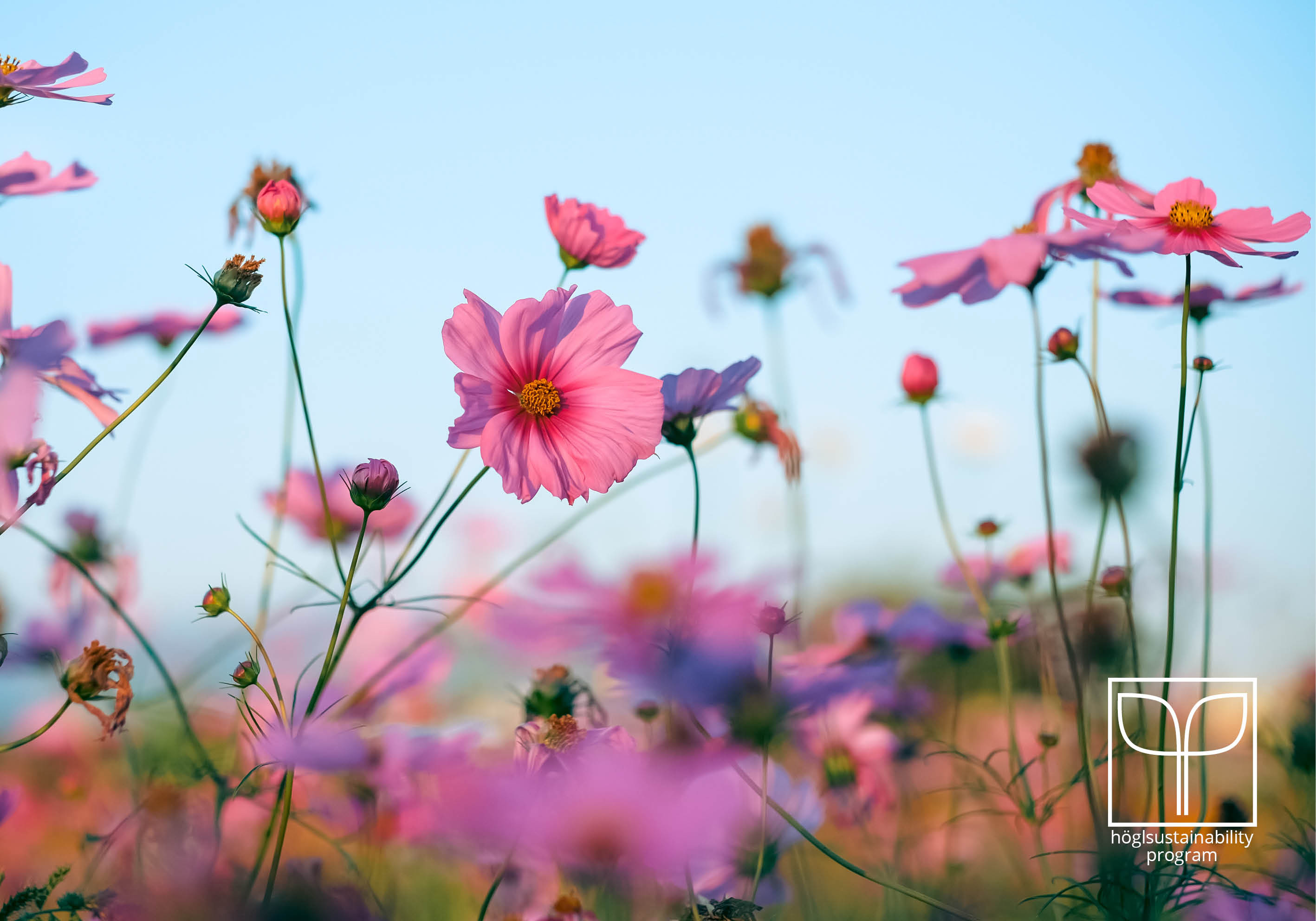 H&ouml;gl Sustainability Program